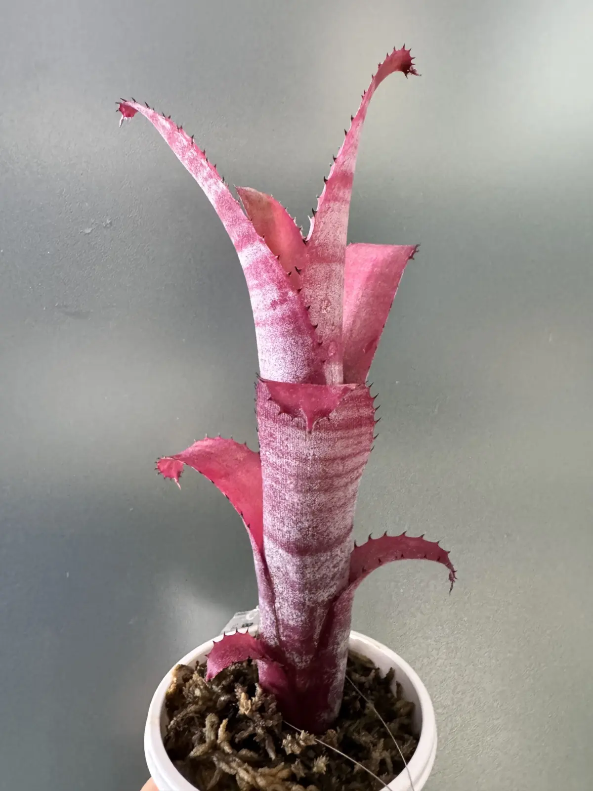 ビルベルギア　ステアウェイトゥーヘヴン　子株