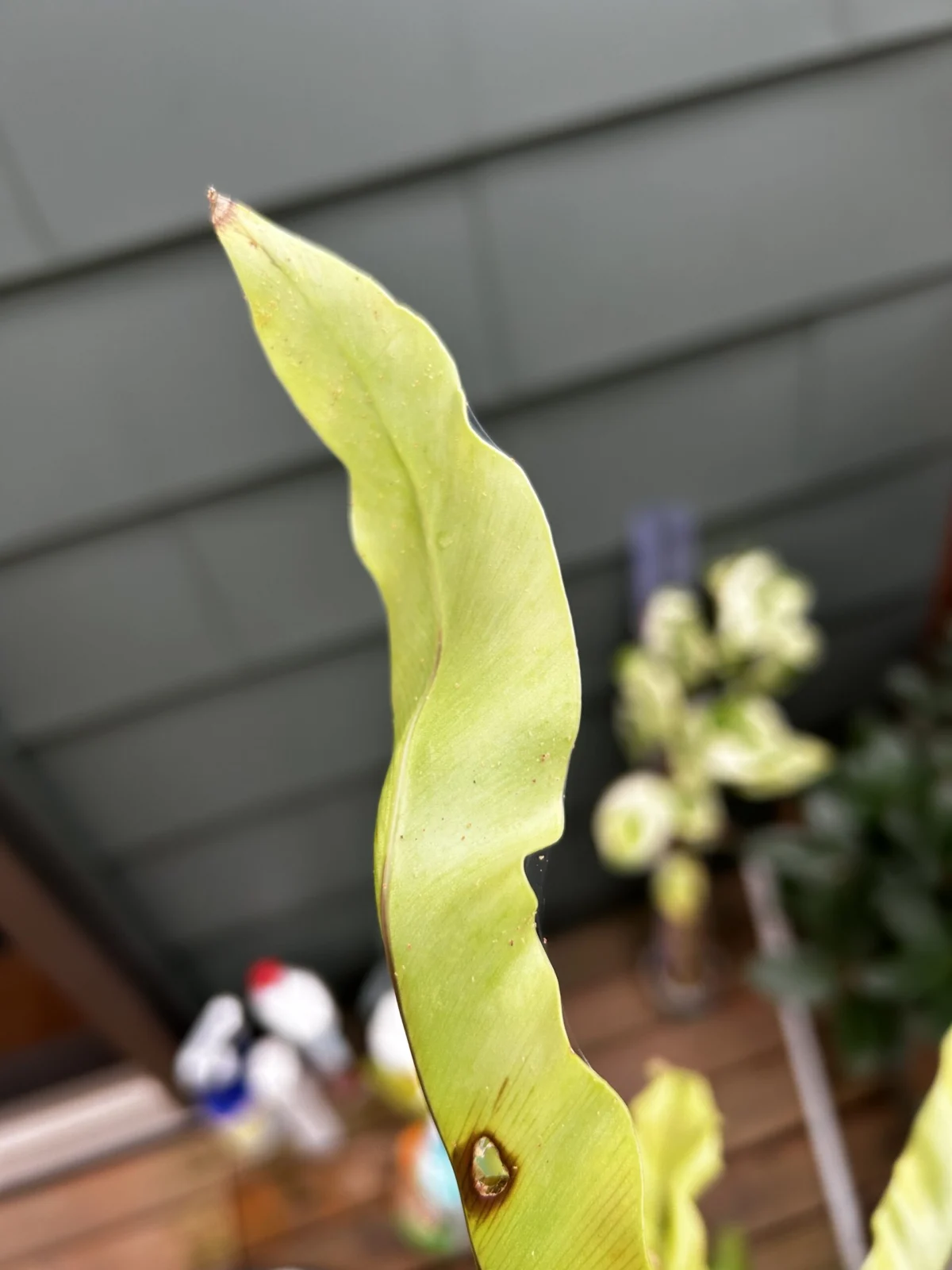 アスプレニウム ハダニ
