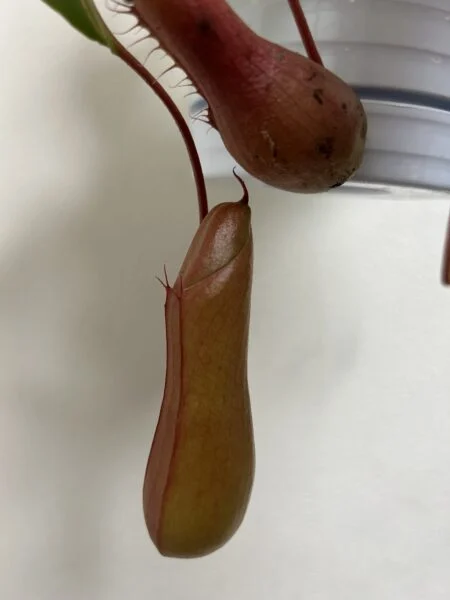 ネペンテス