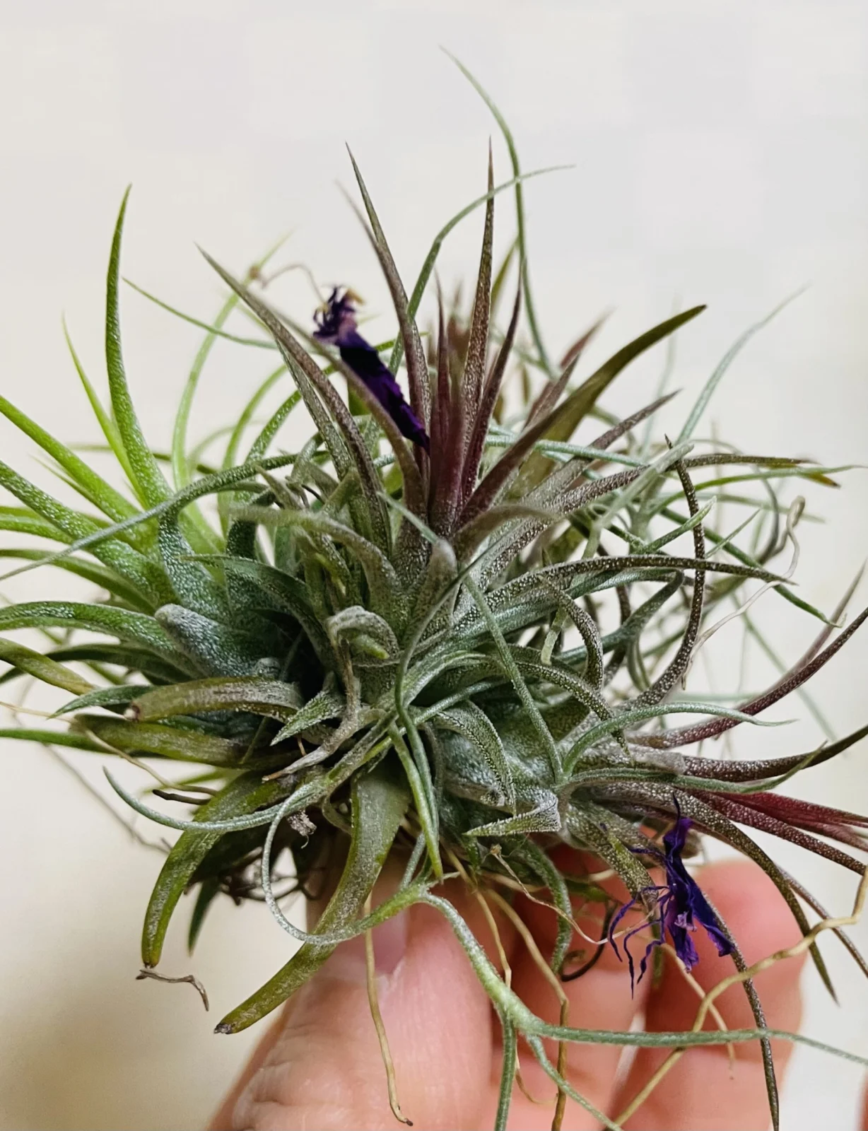 ティランジア　イオナンタ　札落ち　赤黒いやつ