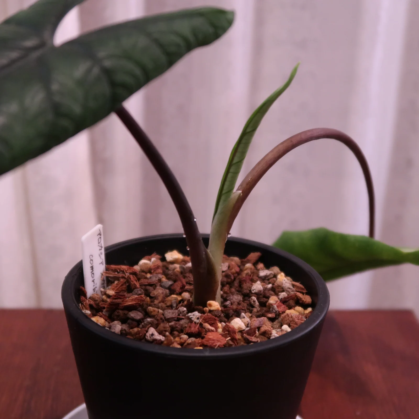 アロカシア　スカルプラム