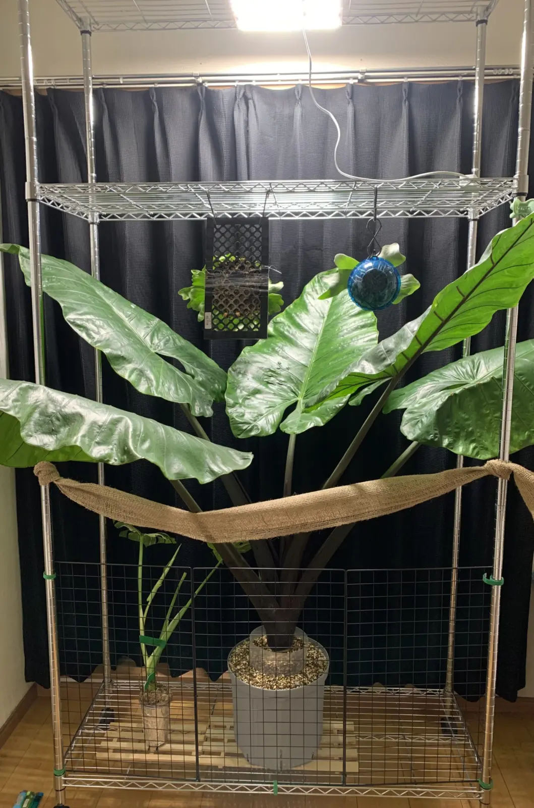 アロカシア　ブラックステム