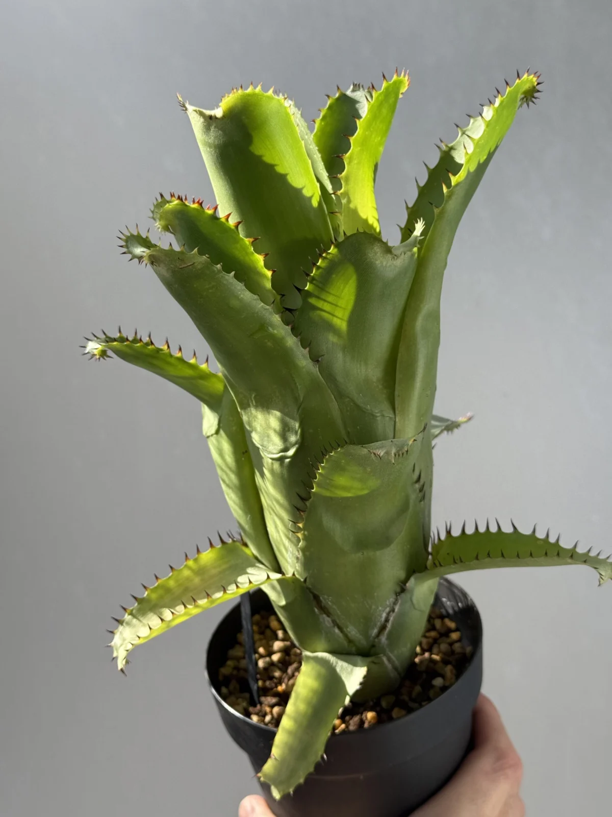 ビルベルギア ホリダ