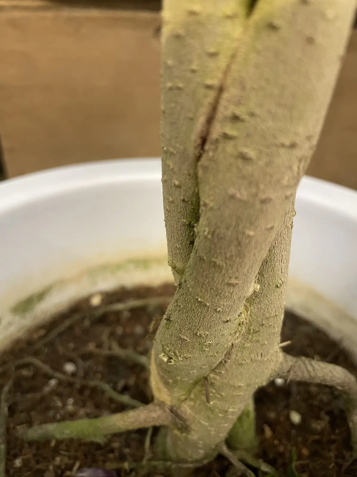 フィカス　ベンジャミン　編みこみ　根元