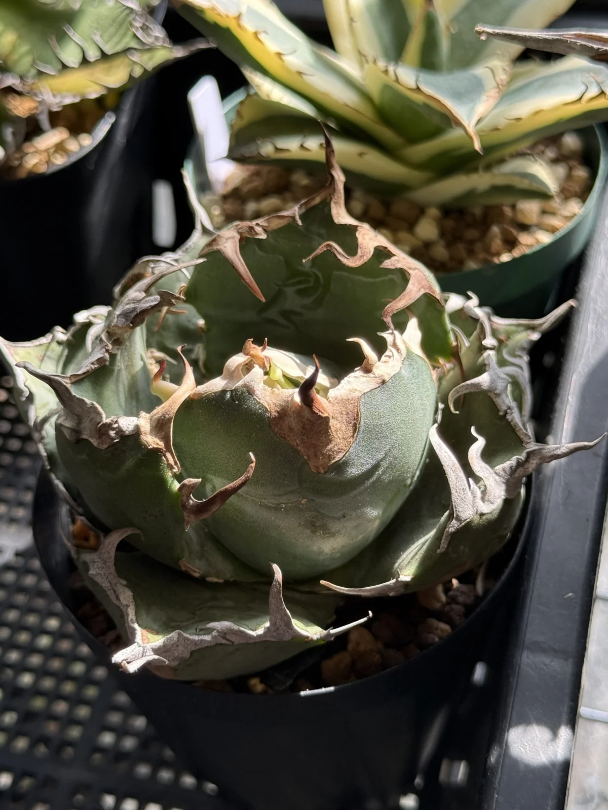 アガベ チタノタ 白鯨