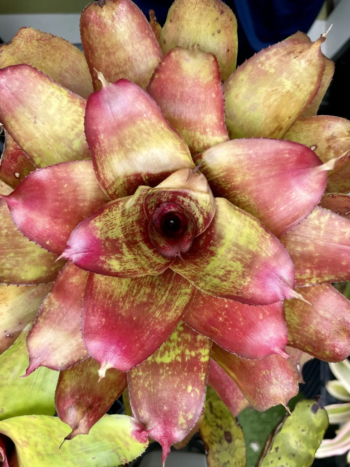 ネオレゲリア　ジェイエスレッドコンパクト