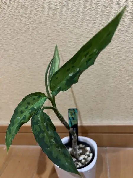 アグラオネマ　ピクタム　細葉