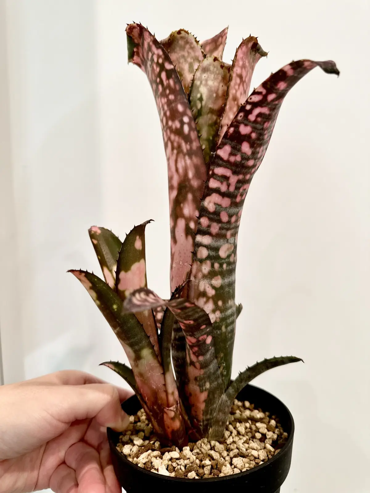 ビルベルギア　ベリーブラスト