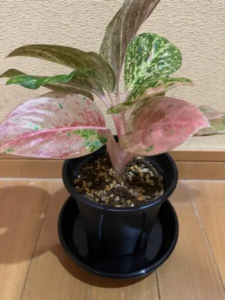 アグラオネマ ピンクイメリタス