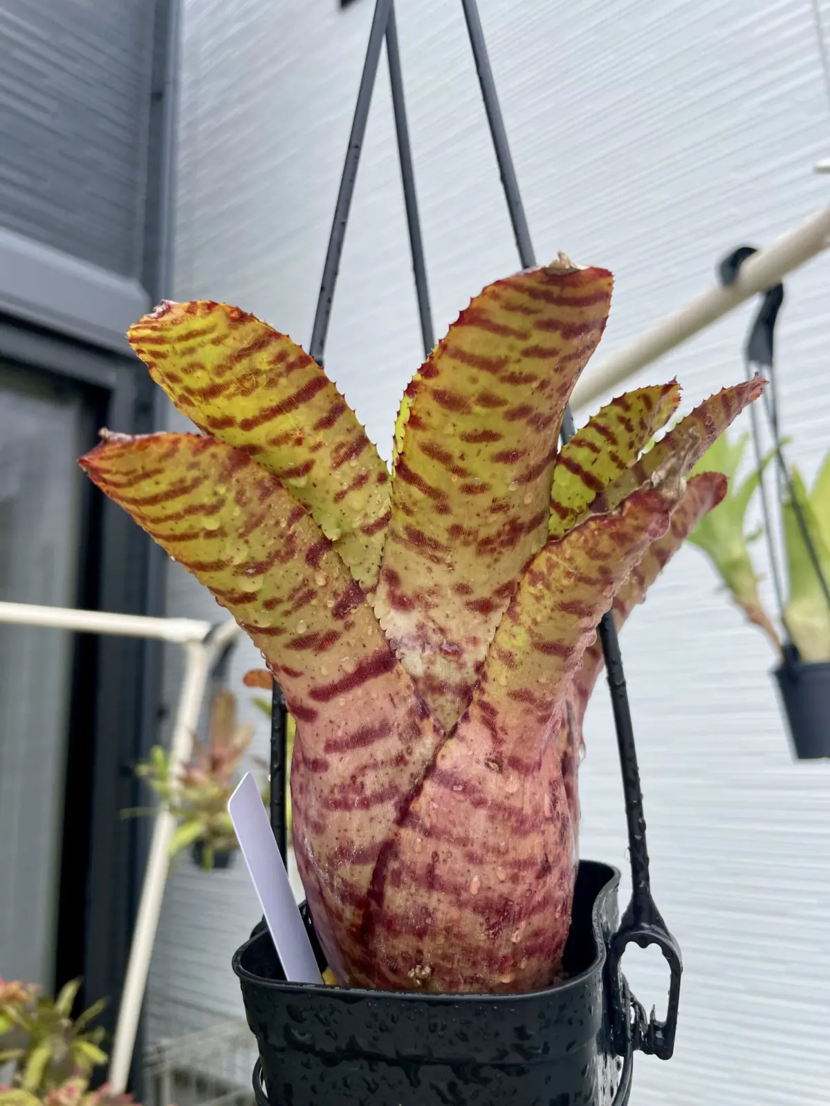 ネオレゲリア　ハンニバルレクター×プンクタティシマ