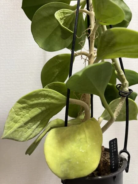 ホヤ　パキクラダ