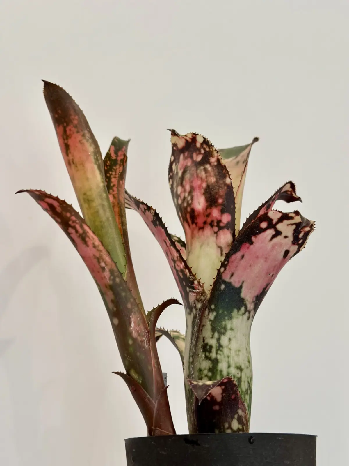 ビルベルギア　ポキートマス