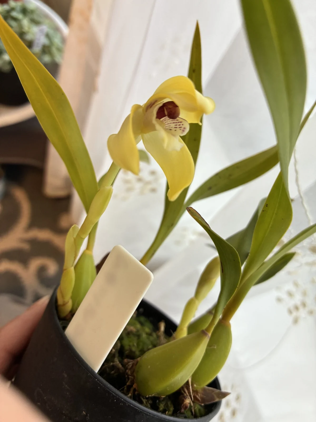 マキシラリア　花　