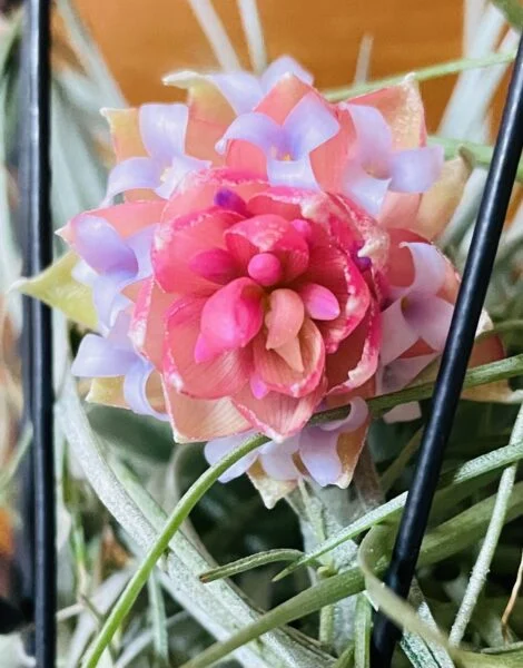 ティランジア　札落ちA株　ストリクタ　シルバーリーフ？　花
