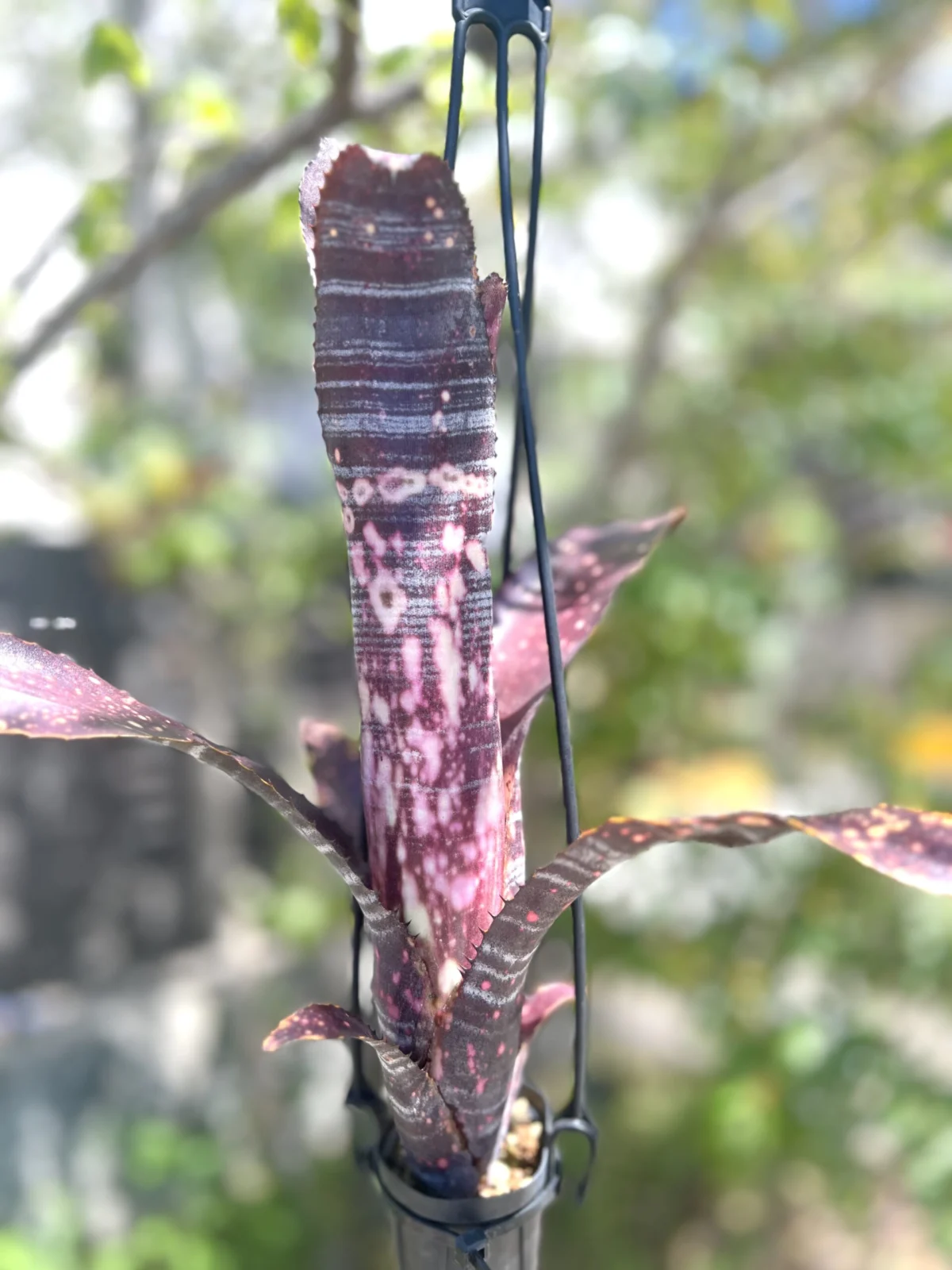 ビルベルギア　オビワン