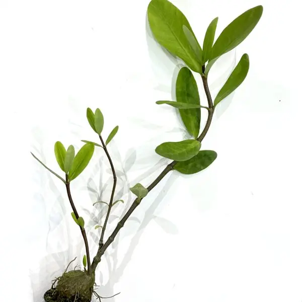 ヒドノフィツム　フォルミカルム　蟻植物