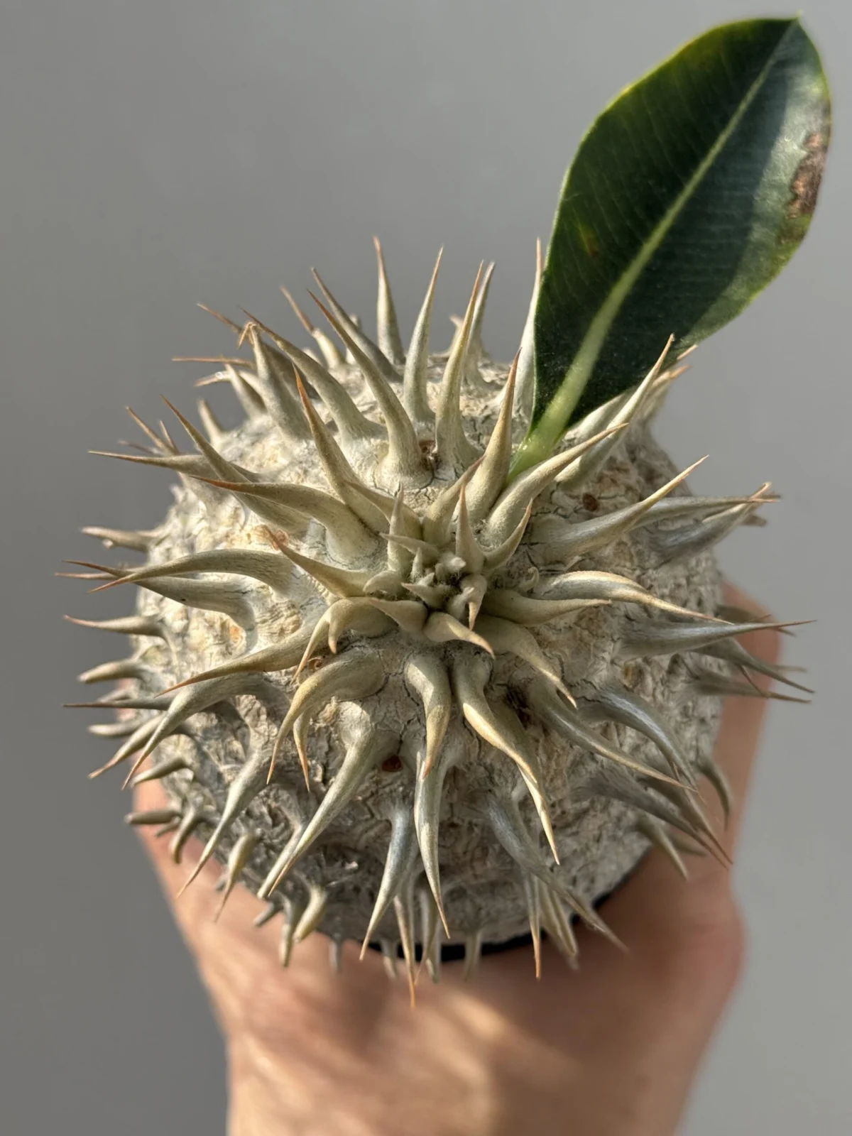 パキポディウム 札落ち