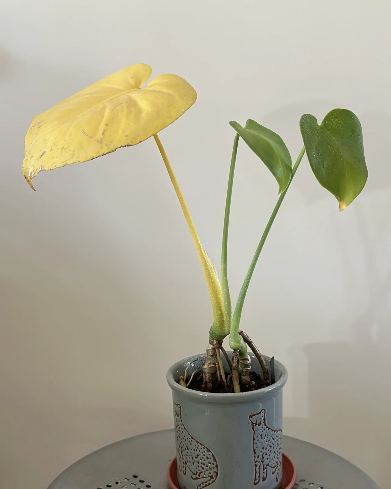 モンステラ ダイソー