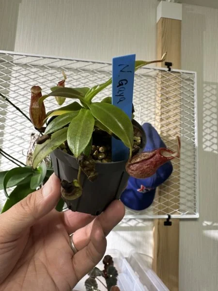 ネペンテス ガヤ ホムセン
