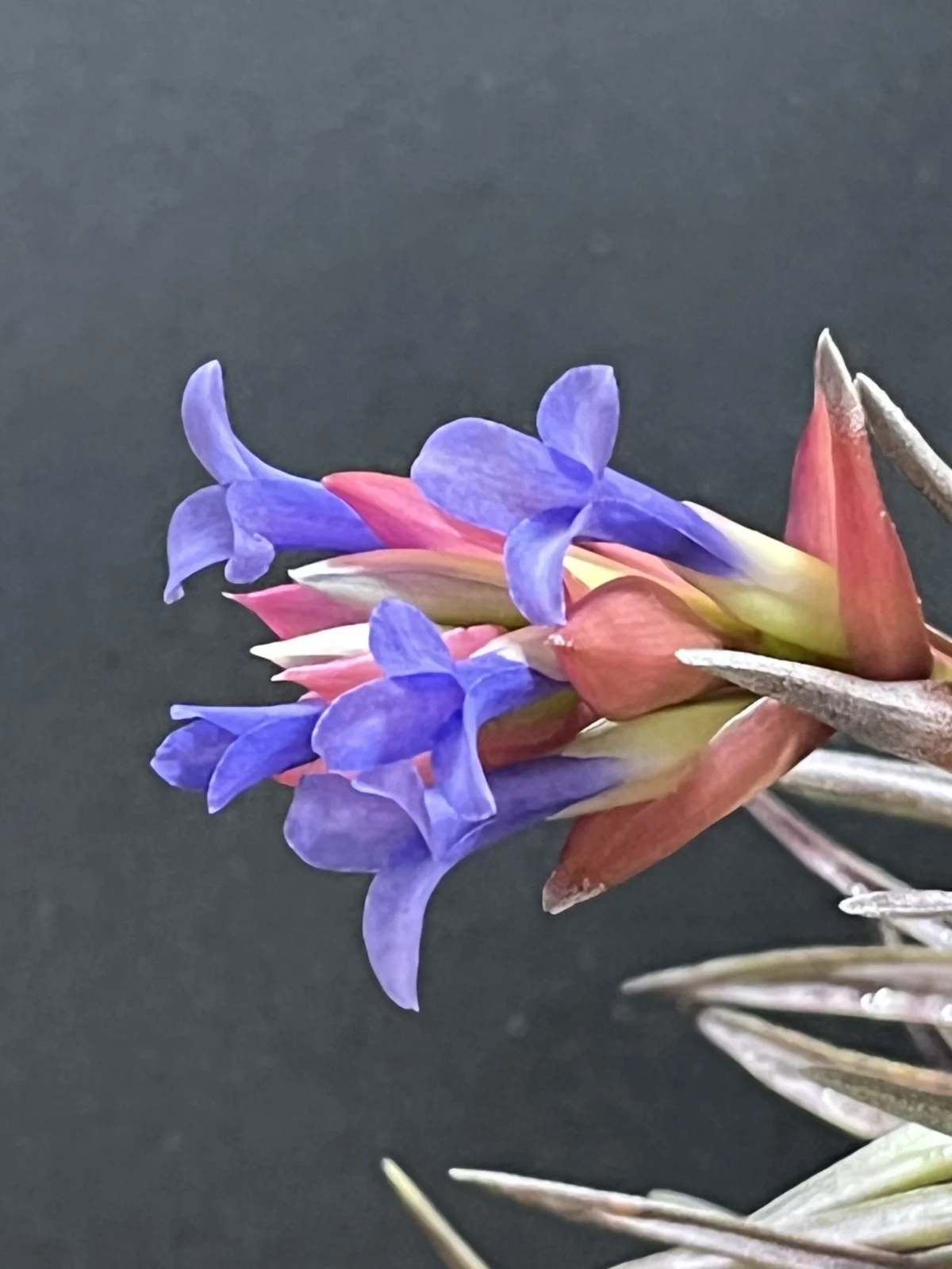 ティランジア ネグレクタ ルブラ 開花