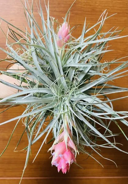 ティランジア　札落ちB株　ストリクタ　シルバーリーフ？　花芽