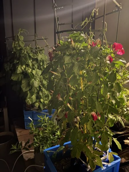 夜の　底面給水　アサガオ