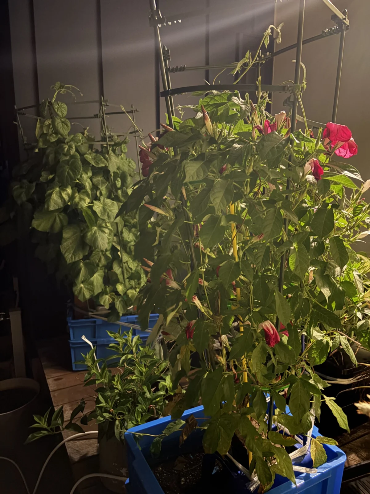 夜の　底面給水　アサガオ