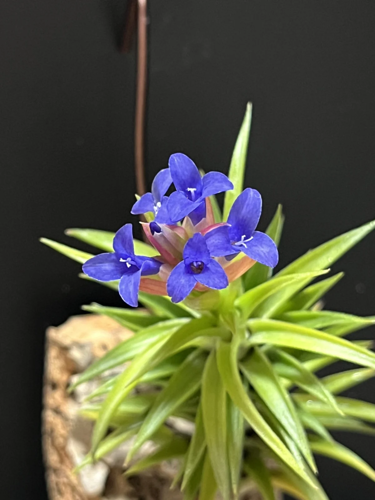 ティランジア ネグレクタ ちっちゃいやつ 開花