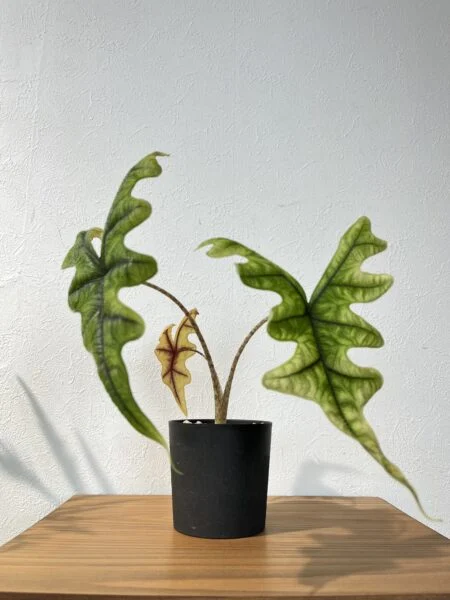 アロカシア　ジャックリン　植替え後