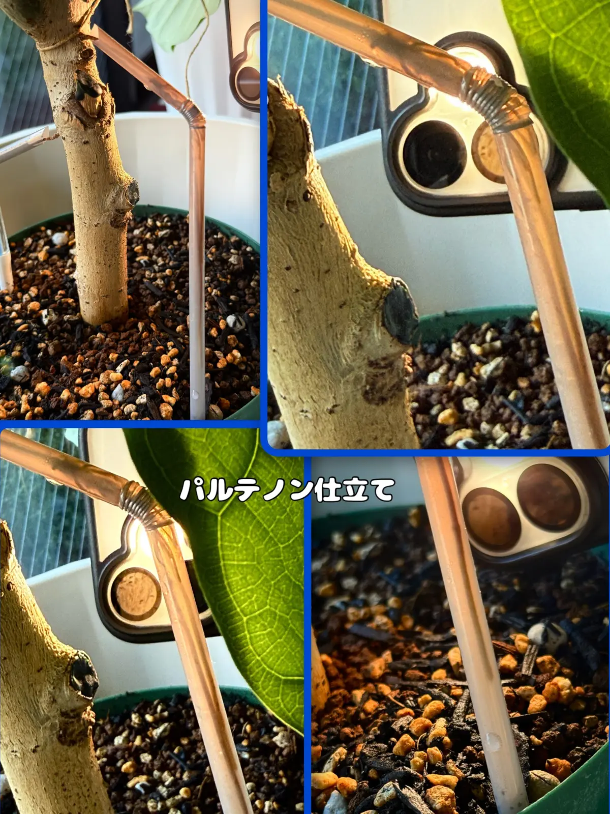 フィカス　ウンベラータ　気根　パルテノン