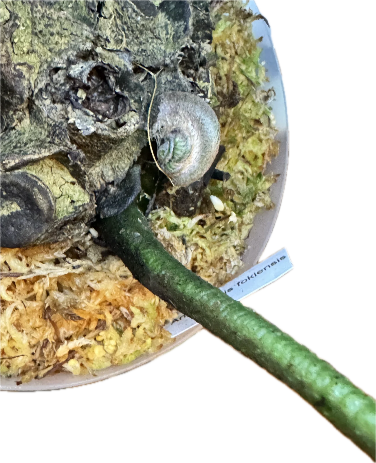 アンギオプテリス　フォキエンシス　リュウビンタイ