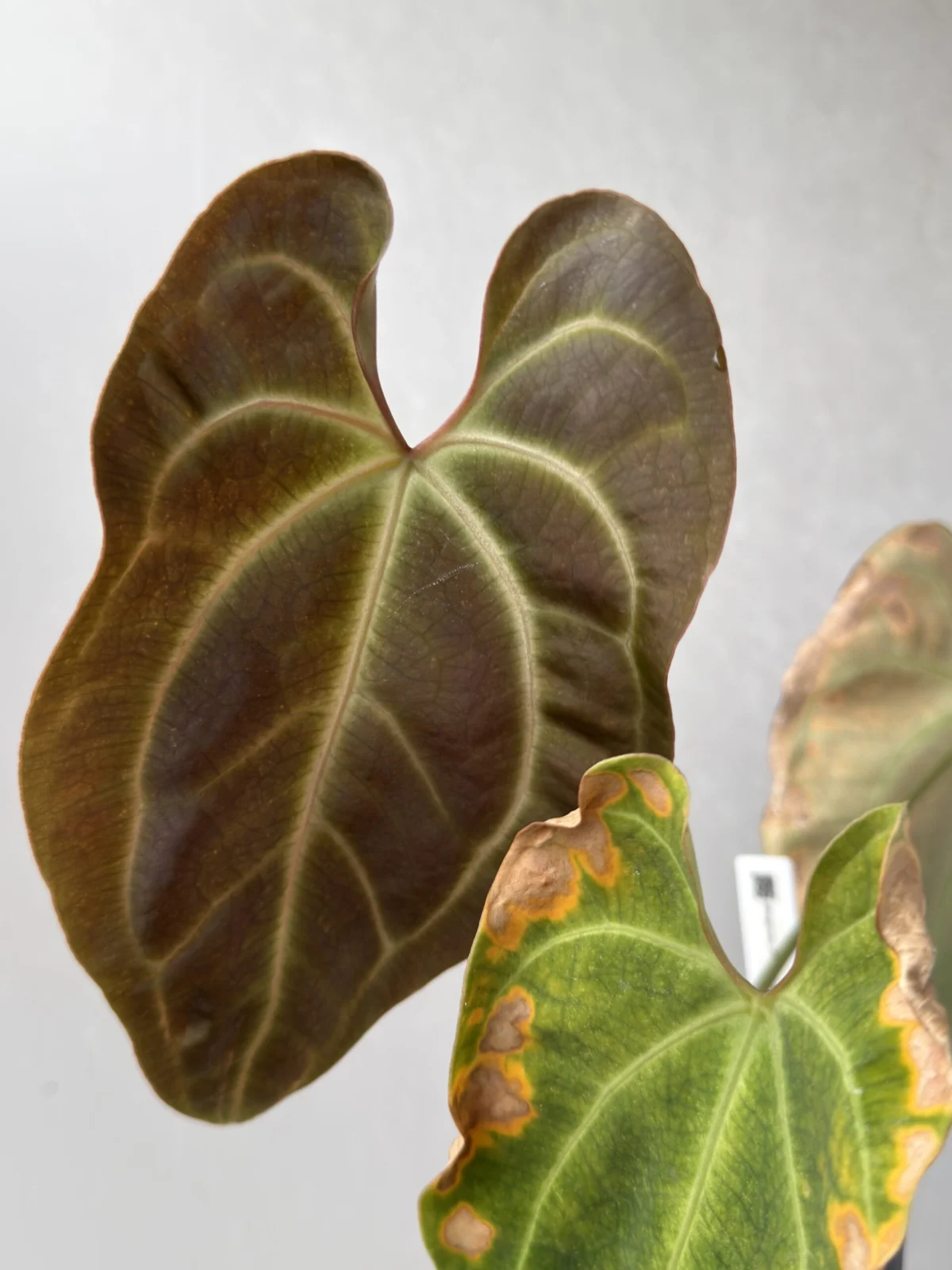 アンスリウム アフ ベッセアエ