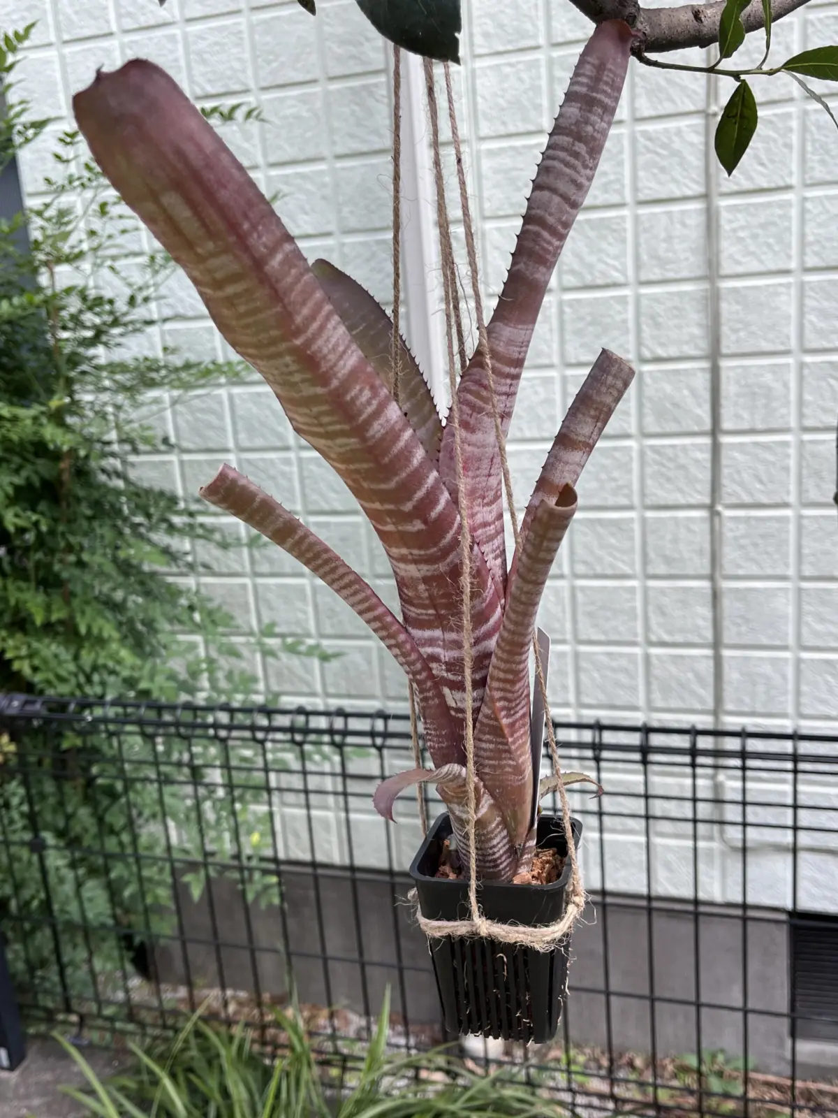 エクメア クランベリーフロスト