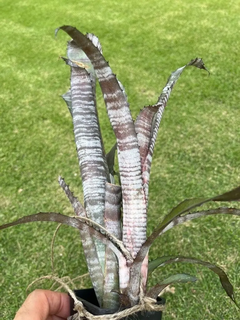 ビルベルギア パイプライン 子株 成長記録 vol.4