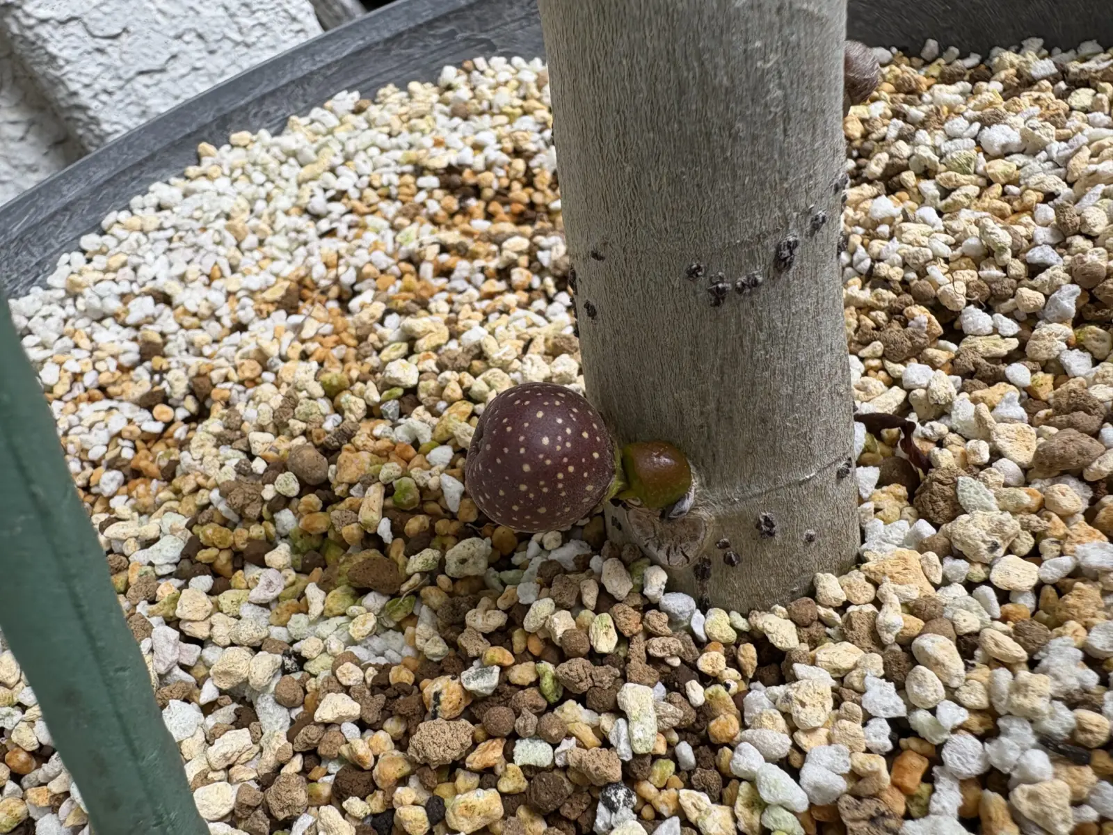 フィカス ウンベラータ