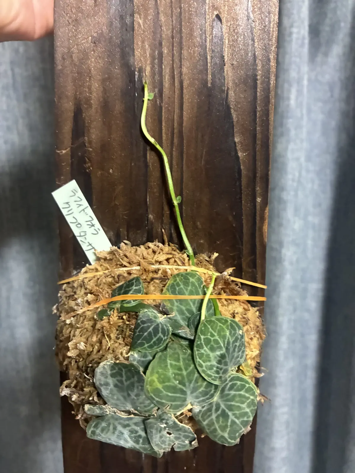 ラフィドフォラ　クリプダンサス