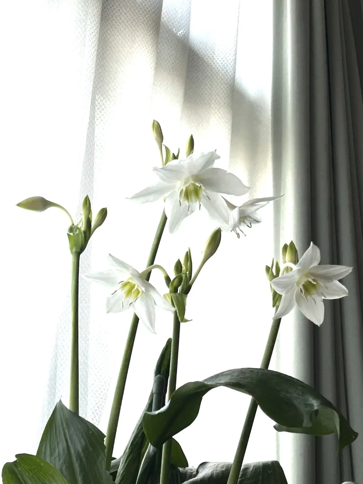 アマゾンリリー