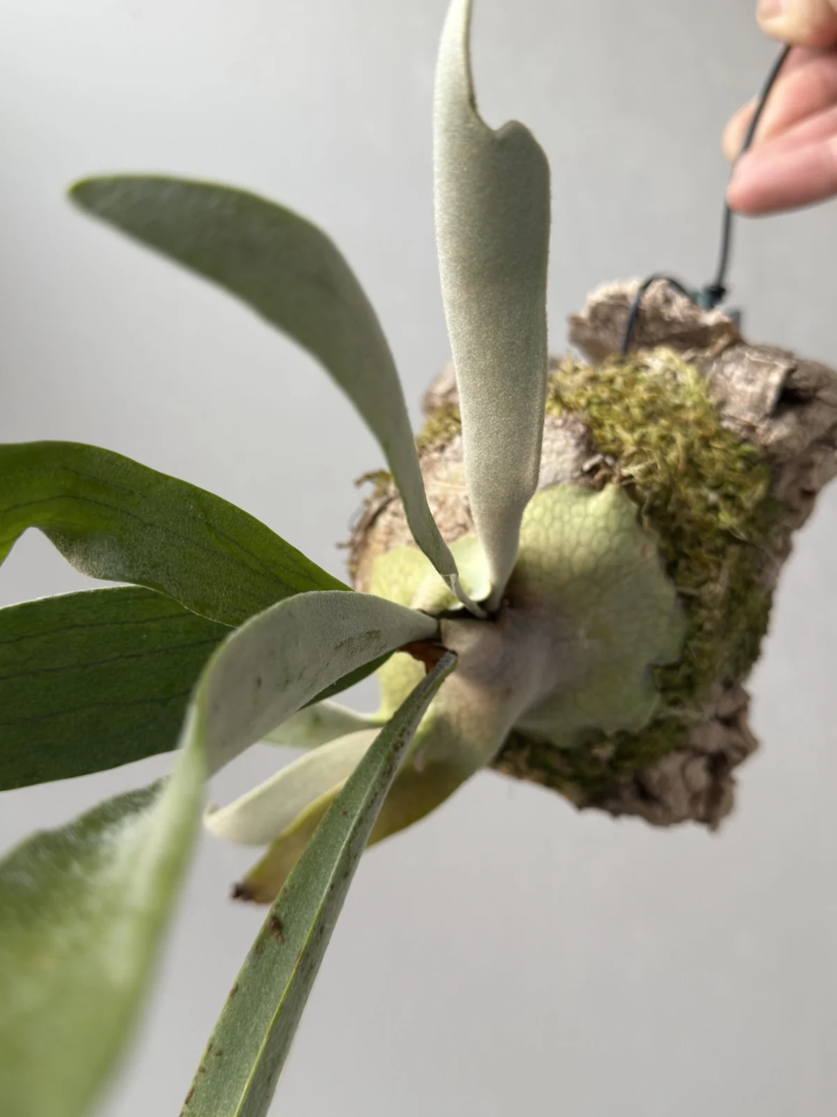 ビカクシダ ベイチー ヴィーチー