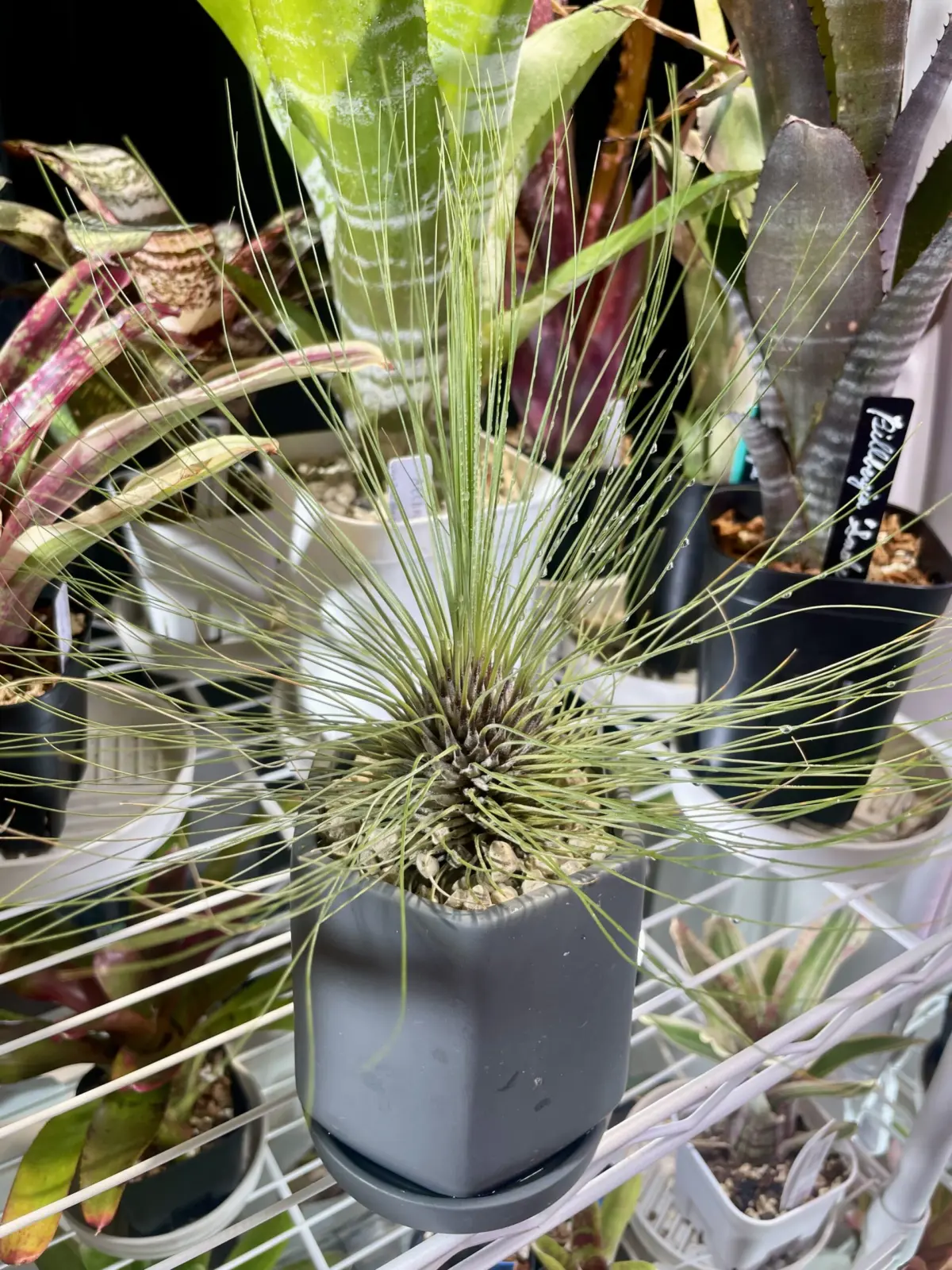 ティランジア　フィリフォリア