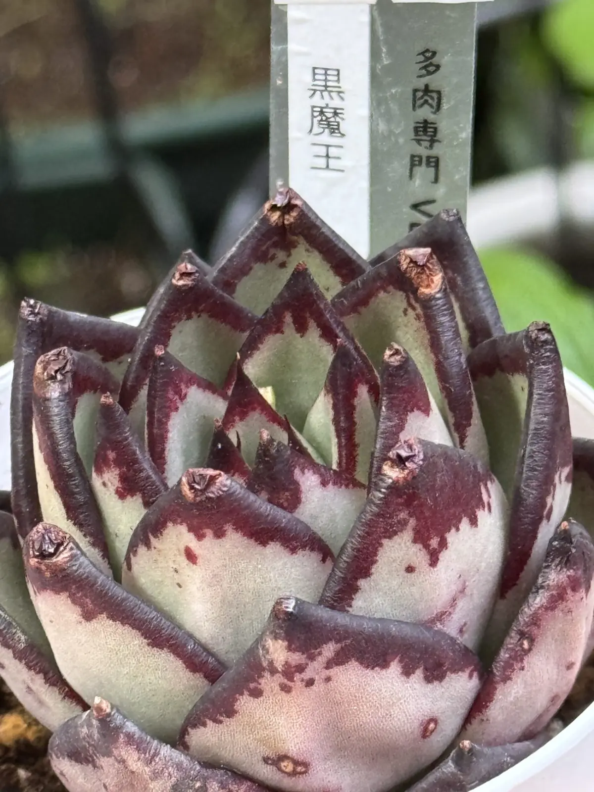 エケベリア　アガボイデス　クロマオウ　冬顔　側面　多肉植物