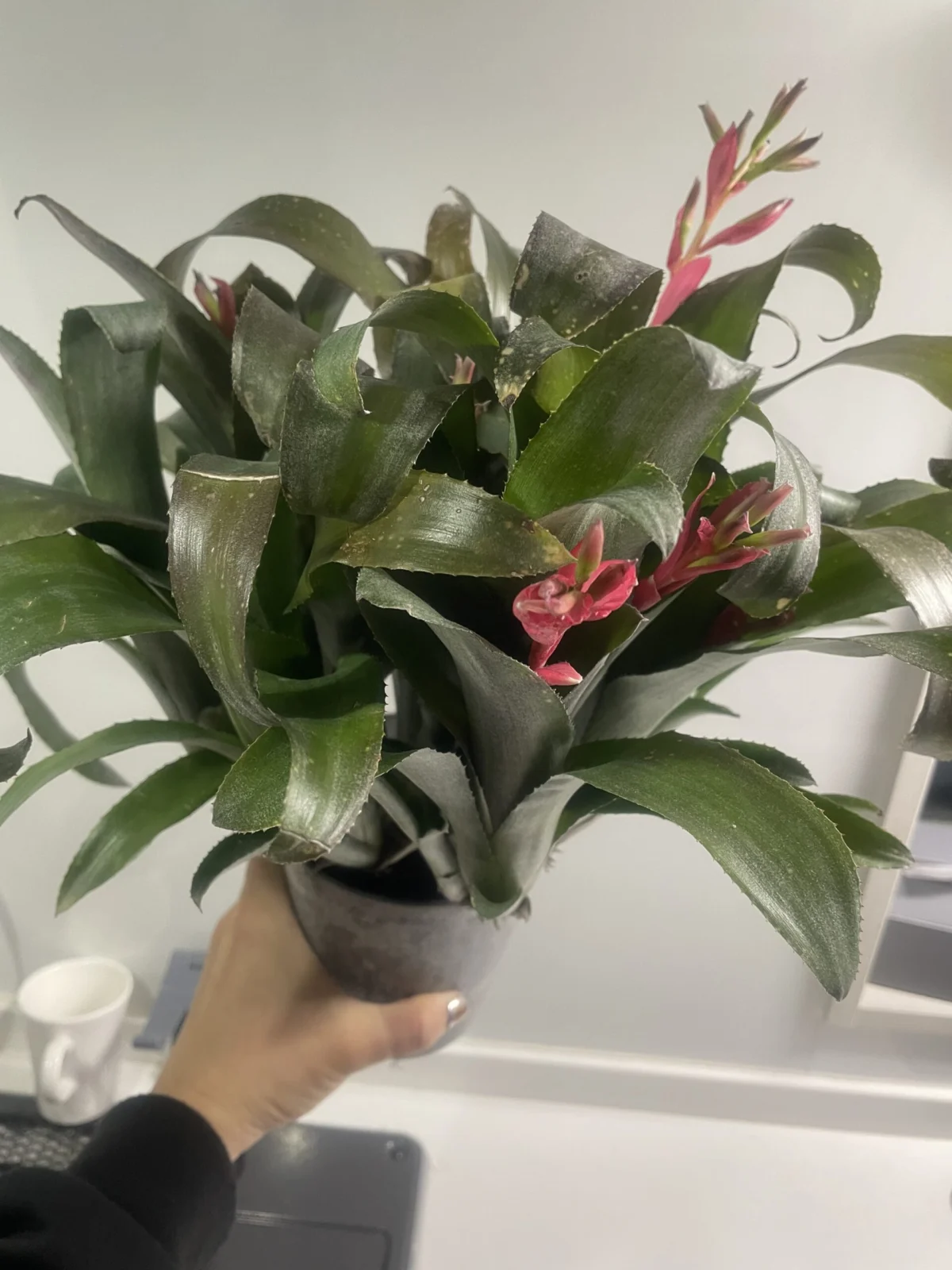 ビルベルギア テキーラサンセット