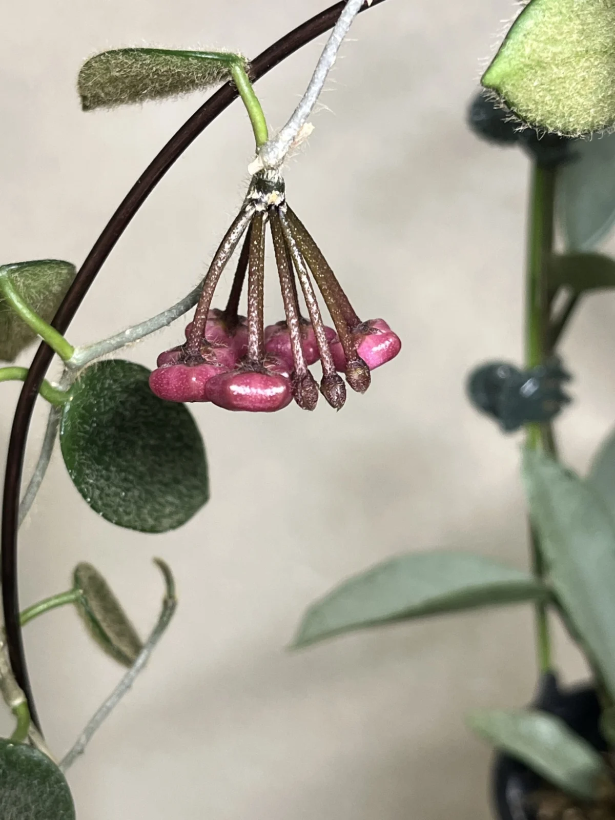 ホヤ トムソニー 蕾