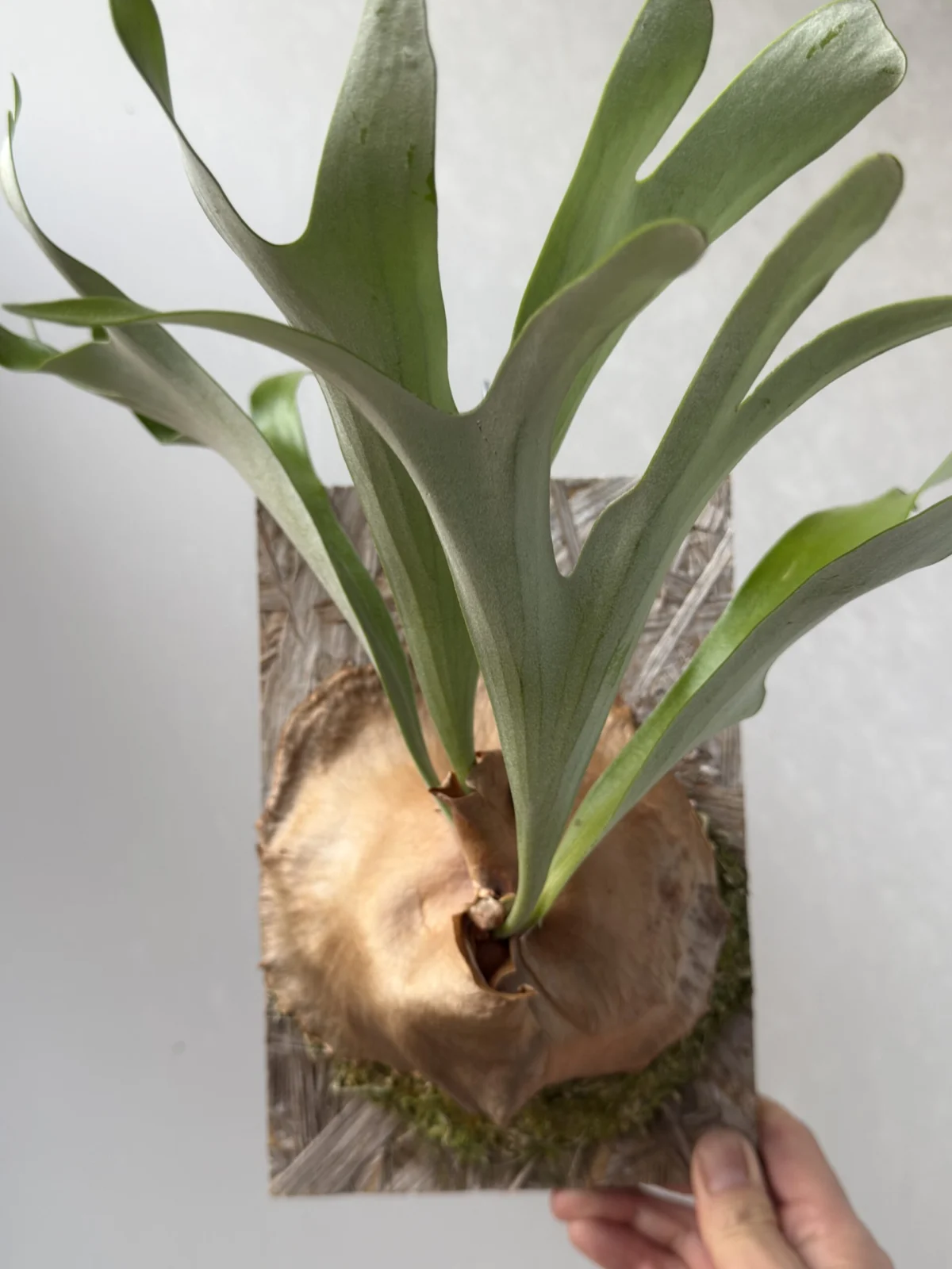 ビカクシダ アルキコルネ マダガスカル