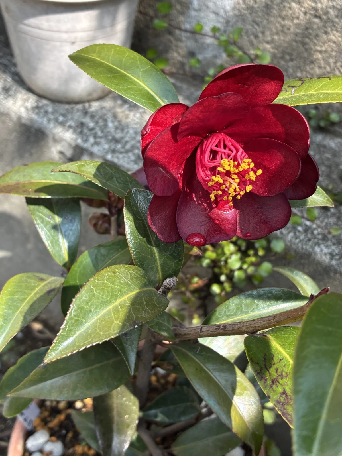 黒椿　ナイトライダー　開花