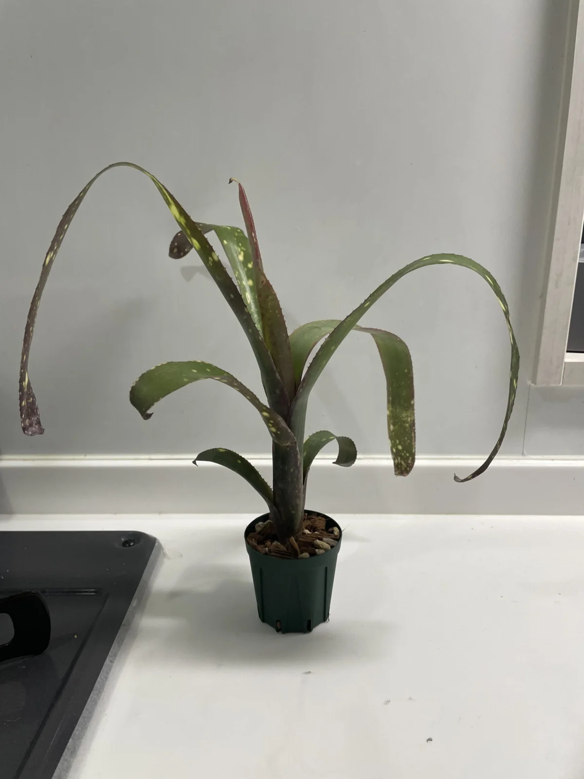 ビルベルギア　カサブランカ