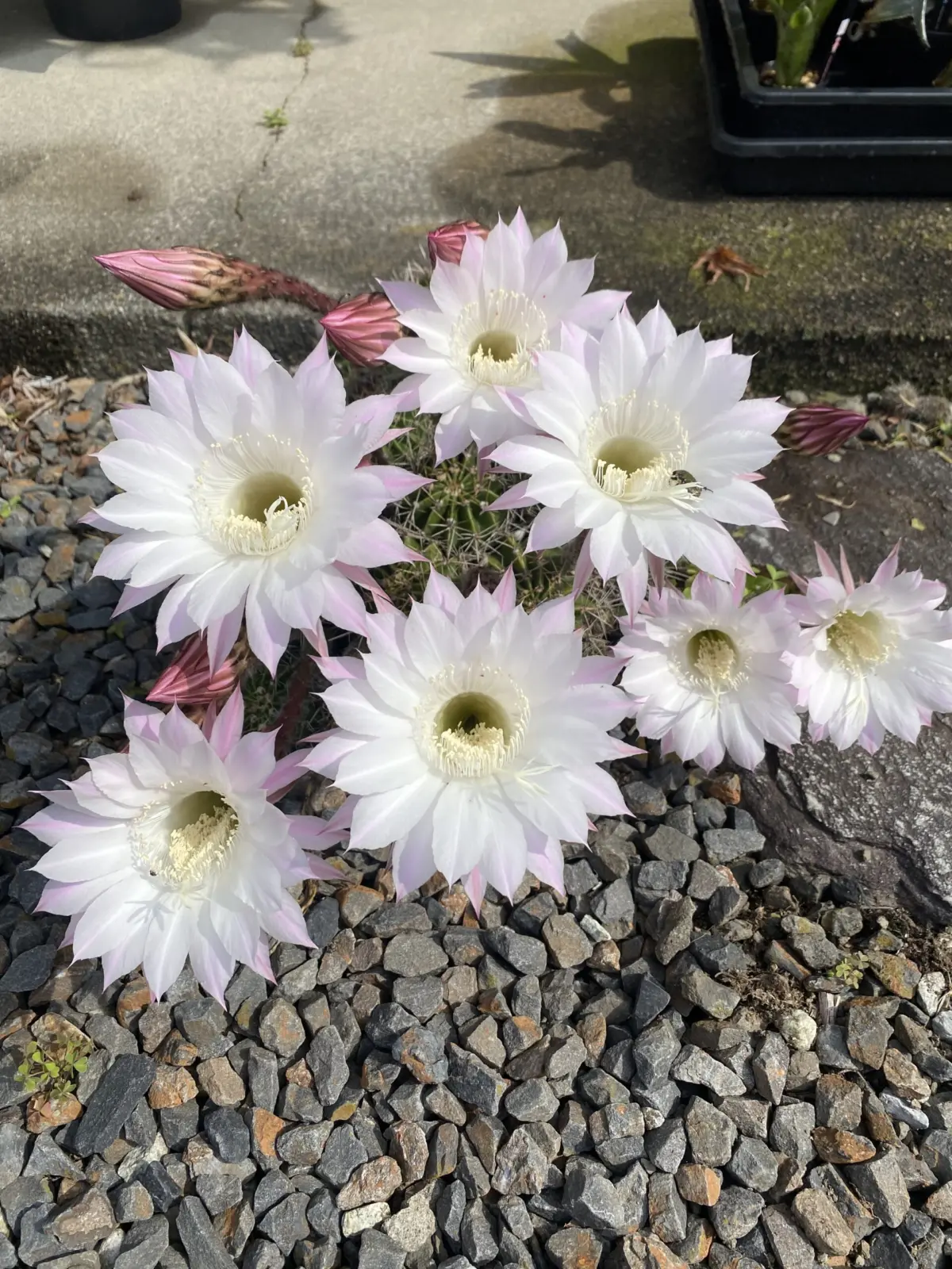 庭に自生しているサボテン