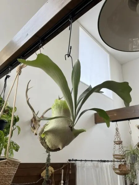 ビカクシダ　ビフルカツム　苔玉