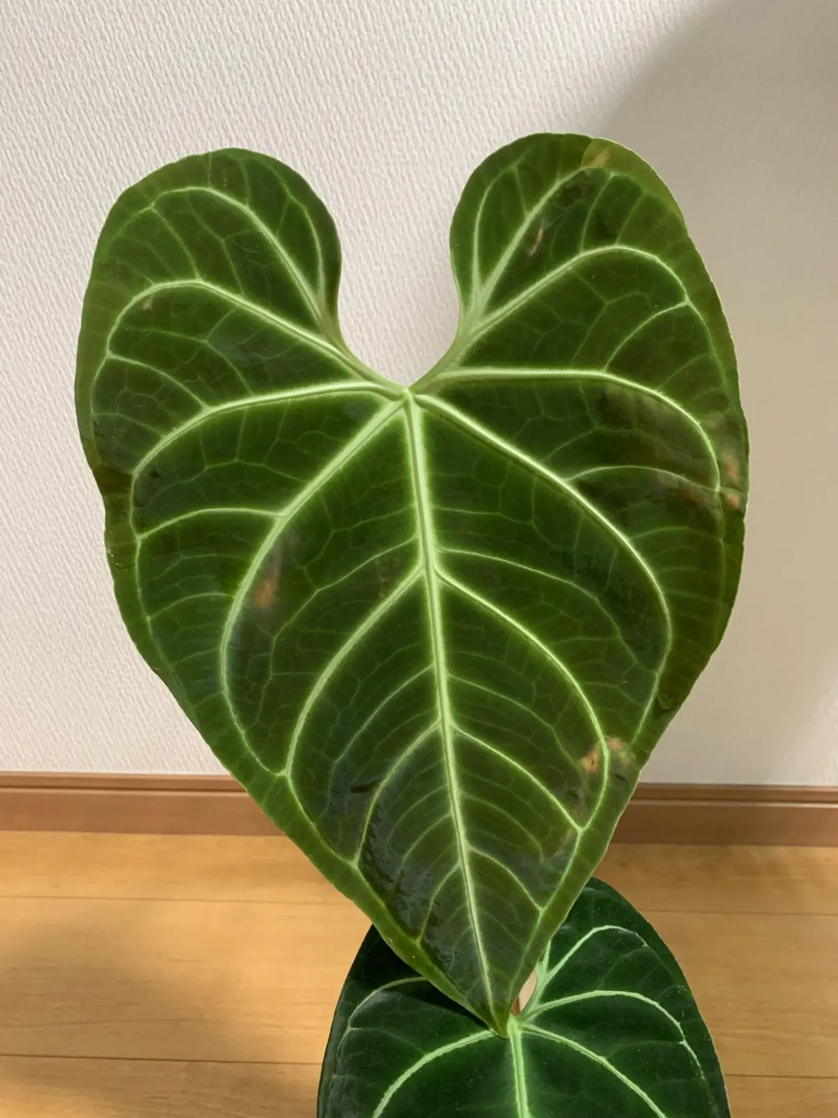 アンスリウム　レガレ