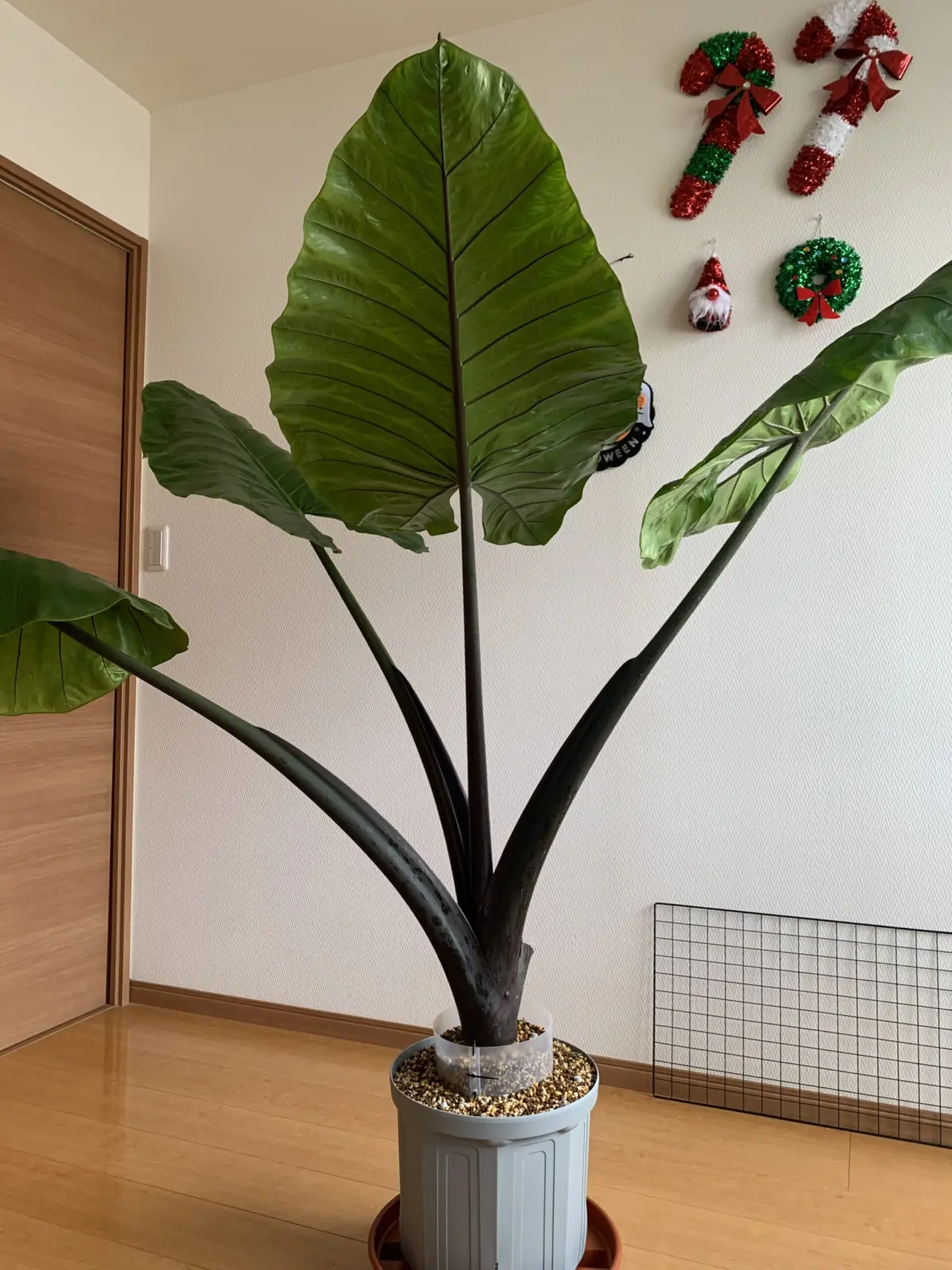 アロカシア　ブラックステム