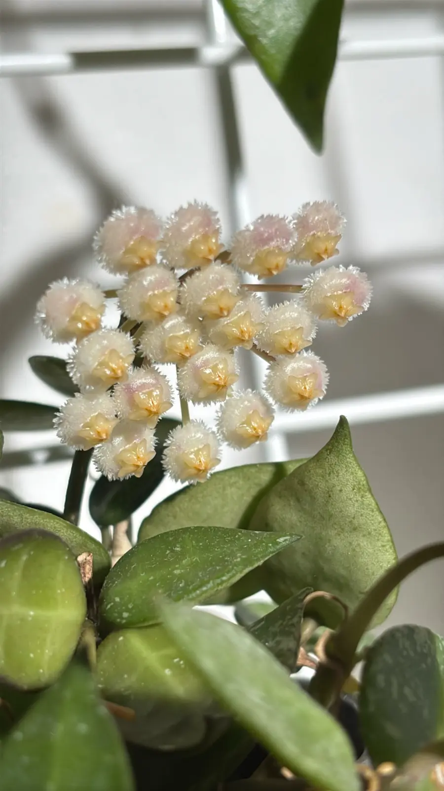 ホヤ ラクノーサ シルバーリーブス 花